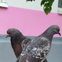 Это знак любви! :: светлана льдокова