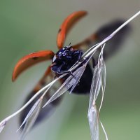 *** :: Андроник Александр 