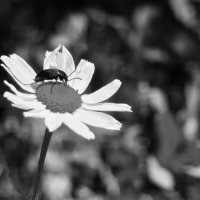 чб :: Валерий Ткаченко чб :: Валерий Ткаченко