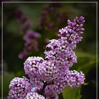 СИРЕНЬ :: Владимир Кроливец