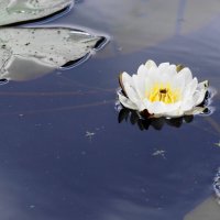 кувшинка :: Сергей Ц