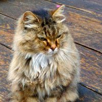 Кот :: Натали 