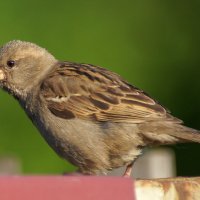 воробей :: Андрей Катков