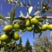 Ветка оливы :: Натали 