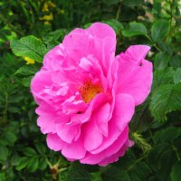 Розовая роза :: Андрей Снегерёв Розовая роза :: Андрей Снегерёв