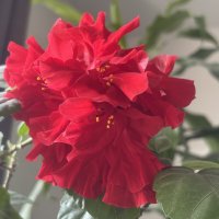 Гибискус :: Наталия Павлова