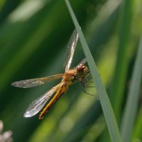Стрекоза заглянула на минутку :: Сергей Швечков
