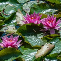 Королева прудов! :: Варвара Королева прудов! :: Варвара