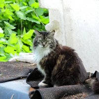 Доброжелательная кошечка :: Мария Васильева