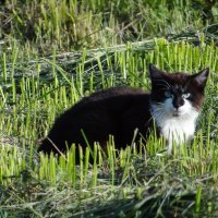 Кот :: Антонина Гугаева