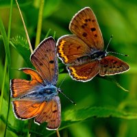 из снятого сегодня 4 :: Александр Прокудин из снятого сегодня 4 :: Александр Прокудин