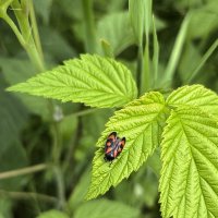 *** :: Мария - Maria