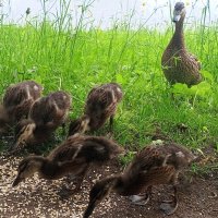 Утята :: Сапсан 