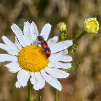 *** :: Валерий Ткаченко