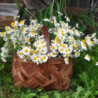 Корзинка с ромашками! :: Нина Андронова