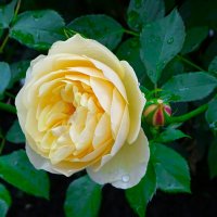 Городские цветы :: Милешкин Владимир Алексеевич 