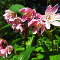 Дейция зацвела :: Людмила Смородинская Дейция зацвела :: Людмила Смородинская