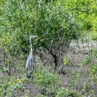 цапля серая :: юрий макаров