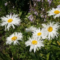 *   *   * :: Алёна Савина