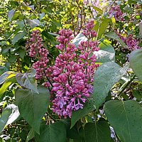 Весенний цвет. :: Владимир Драгунский