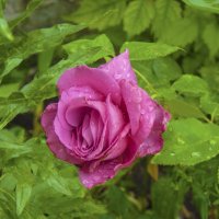 Роза  Блю  Парфюм :: Валентин Семчишин