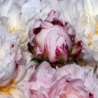 Ботсад МГУ 10 июня. Пионы :: Михаил Бибичков