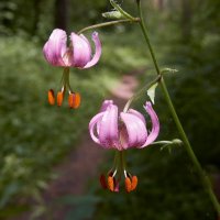 Двое из ларца, одинаковых с лица... :: Владимир 