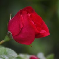 РОЗА. :: DianaVladimirovna 