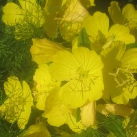 Солнечные :: Елена Семигина Солнечные :: Елена Семигина