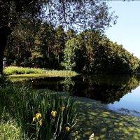 Лето :: Тамара Вебер