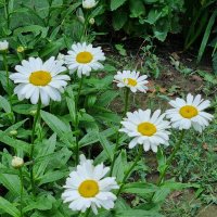 Веселая семейка :: Наталья Веселая семейка :: Наталья