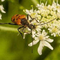 Усач Геблера. :: Вадим Басов