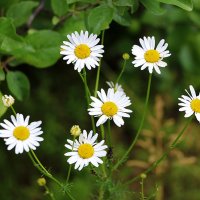 Ромашечки :: Светлана Ромашечки :: Светлана