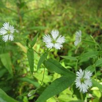 Бахромчатолепестник лучистый :: Anna Ivanova