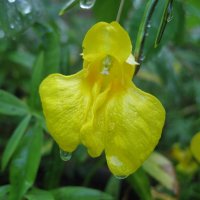 Недотрога :: Anna Ivanova Недотрога :: Anna Ivanova