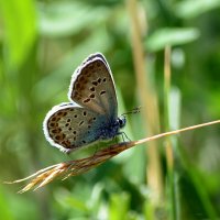 Голубянка :: Геннадий Супрун