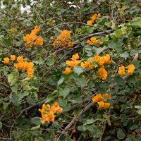 Бугенвиллея California Gold :: Oleg4618 Шутченко