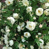 Цветёт шиповник :: Алевтина 