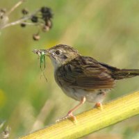 обыкновенный сверчок :: gawrilа - dan