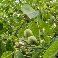 А у нас во дворе... :: Валерий Судачок