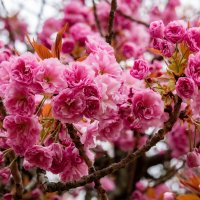 Вишня мелкопильчатая... :: Николай Гирш Вишня мелкопильчатая... :: Николай Гирш