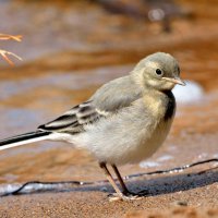 ***** :: Александр Зуев ***** :: Александр Зуев