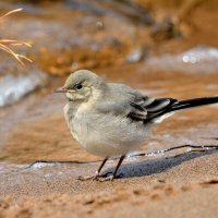 * :: Александр Зуев