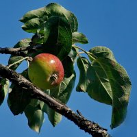 Кубанские яблоки... :: Николай Саржанов