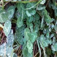 После дождя :: Svetlana 