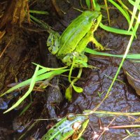 Лягушата :: Андрей Снегерёв Лягушата :: Андрей Снегерёв