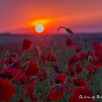 маки Ставрополья :: Александр Богатырёв