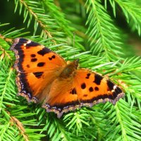 Как ёлочное украшение! :: Андрей Снегерёв