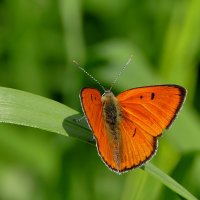 из снятого вчера 3 :: Александр Прокудин