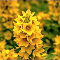 Июньским вечером... :: Aquarius - Сергей